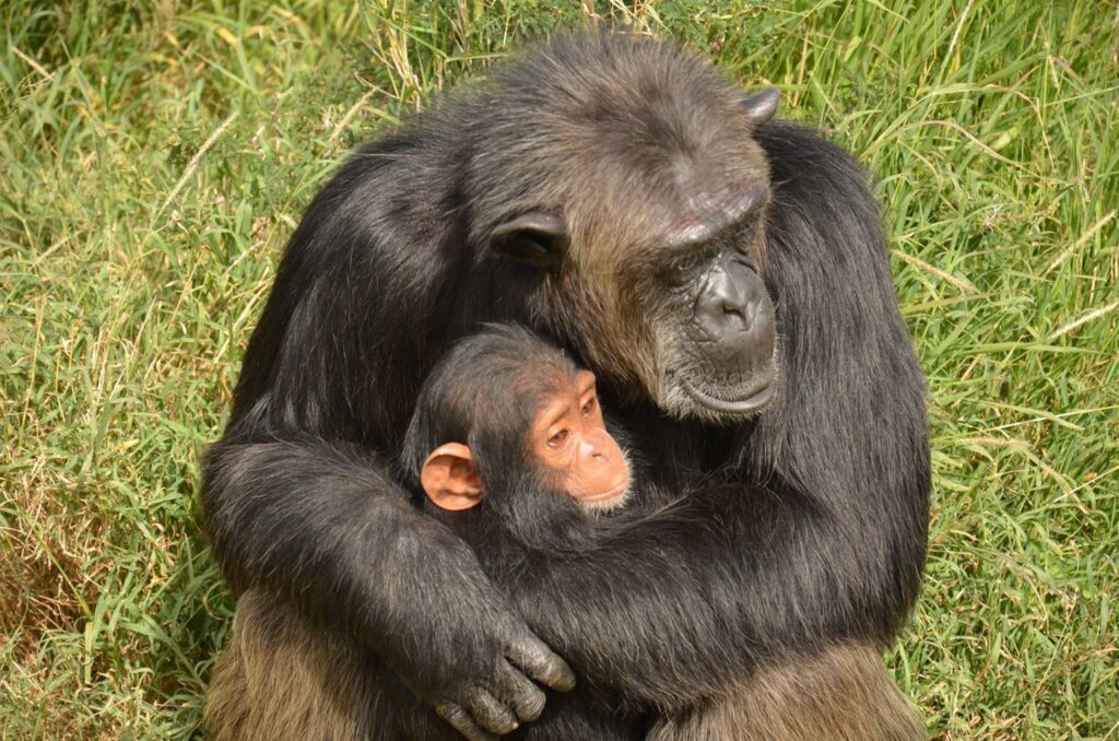 Sweet Waters Chimpanzee Sanctuary Kenya