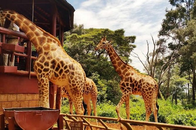 Giraffe Centre Kenya