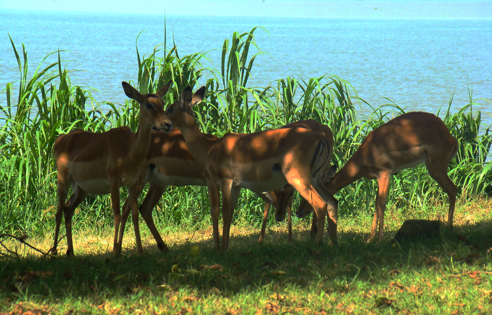Kisumu Impala Wildlife Sanctuary