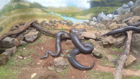Nairobi Snake Park Kenya